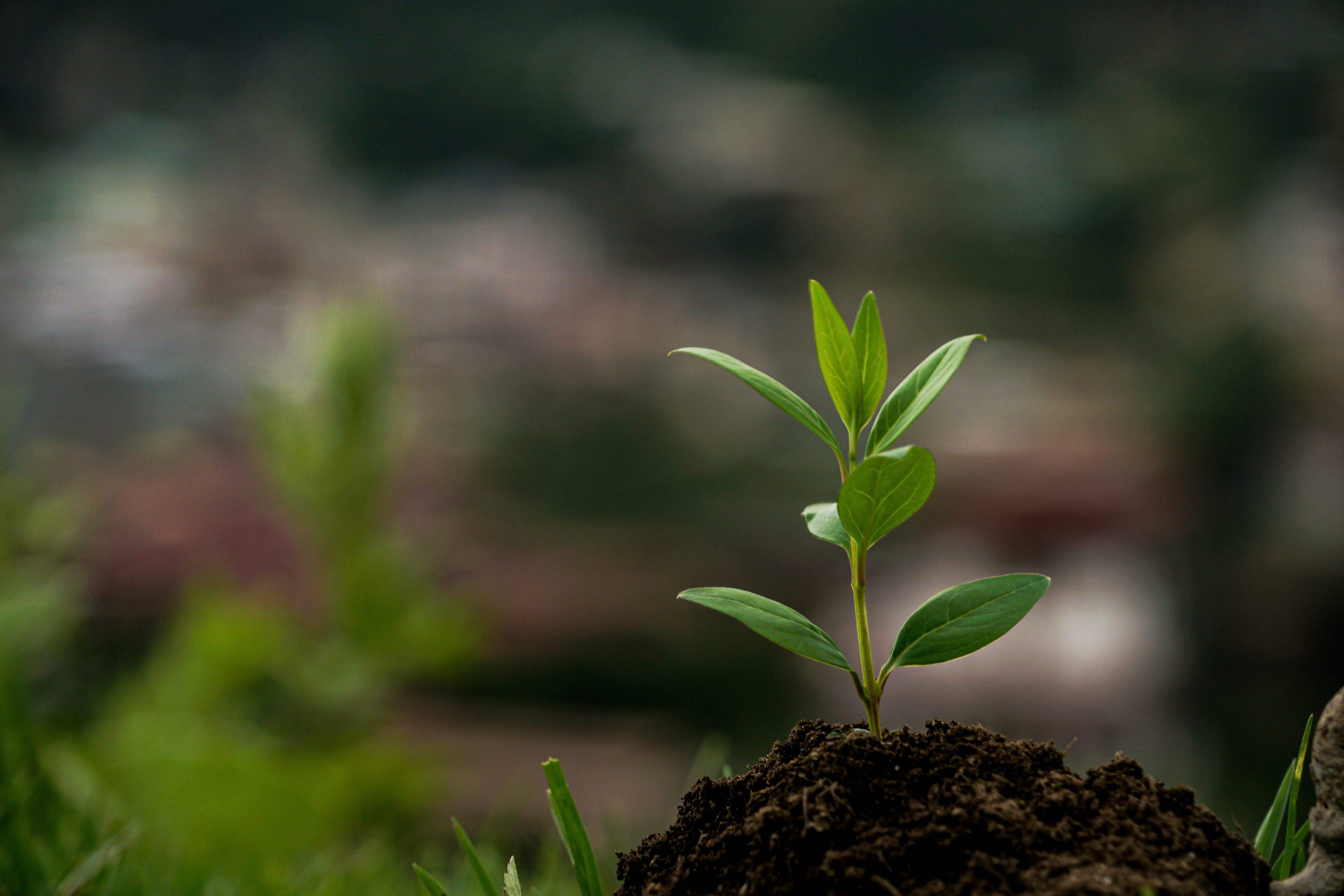 green plant on brown soil